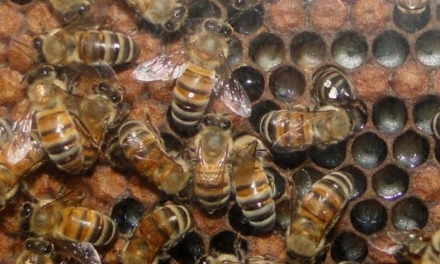 Pollinators: Neonicotinoid Pesticides Stop Bees and Flies From Getting a Good Night’s Sleep