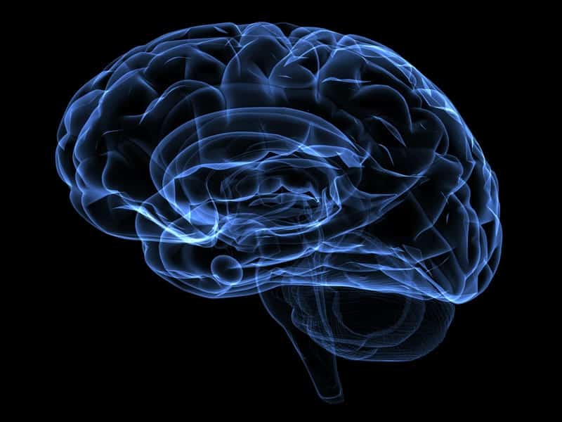 Scientists Map Brain Cell Activation During Sleep