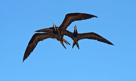 Birds Engage in All Types of Sleep in Flight, But In Small Amounts