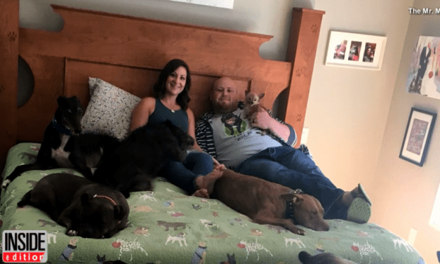 Couple Built 14-Foot-Long Bed So They Could Sleep Comfortably With Their 8 Dogs