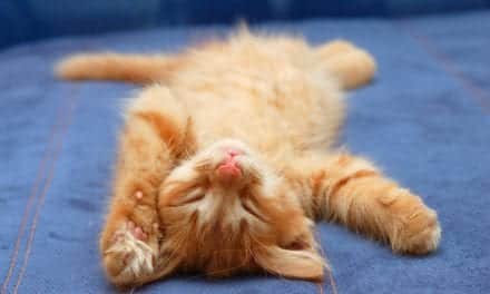 What a Kitten Can Teach Us About Our Sleep