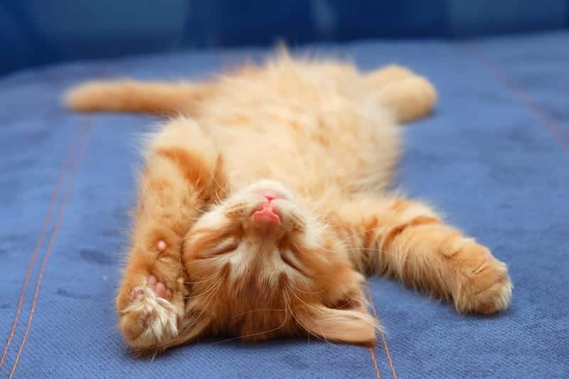 What a Kitten Can Teach Us About Our Sleep