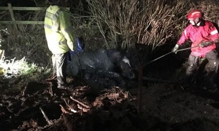 Narcoleptic Horse Lands in Ditch; Is Rescued by Firefighters