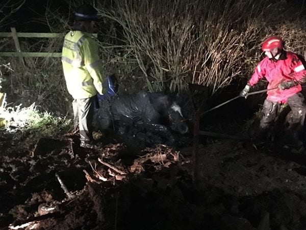 Narcoleptic Horse Lands in Ditch; Is Rescued by Firefighters