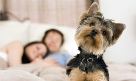 Study Yields Surprising Results on How Pets Affect Your Sleep Quality