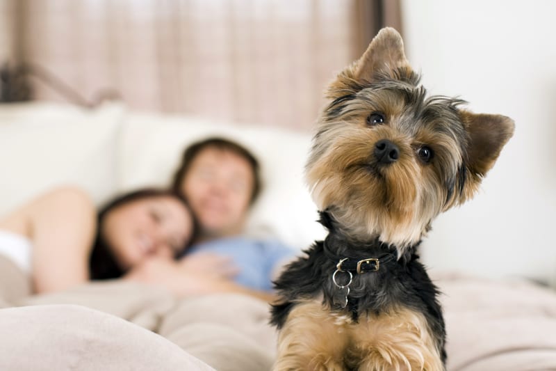 Study Yields Surprising Results on How Pets Affect Your Sleep Quality