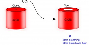 Cx26molecule