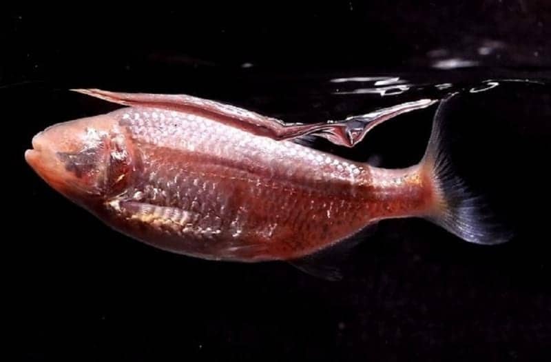 Cavefish Provides Insight on What Drives Sleeping Patterns