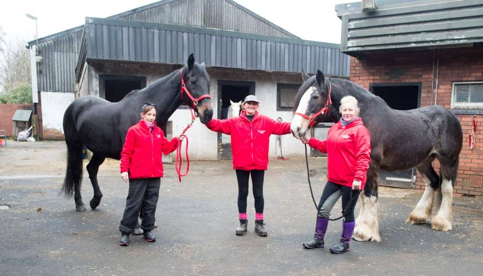 Horse Who Can’t Stop Nodding Off Is Howwood Rescue Centre’s Second Clydesdale to Suffer Rare Sleep Disorder