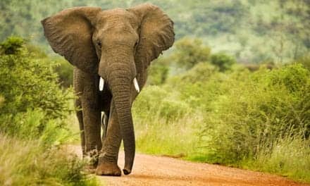 Fitness Trackers Used to Study Elephants Sleep Activity