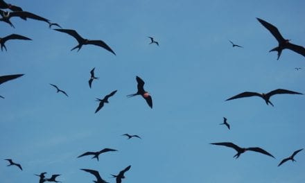 Some Birds Sleep With Half a Brain. Do Humans? Niels Rattenborg Explains (Podcast with Transcript)