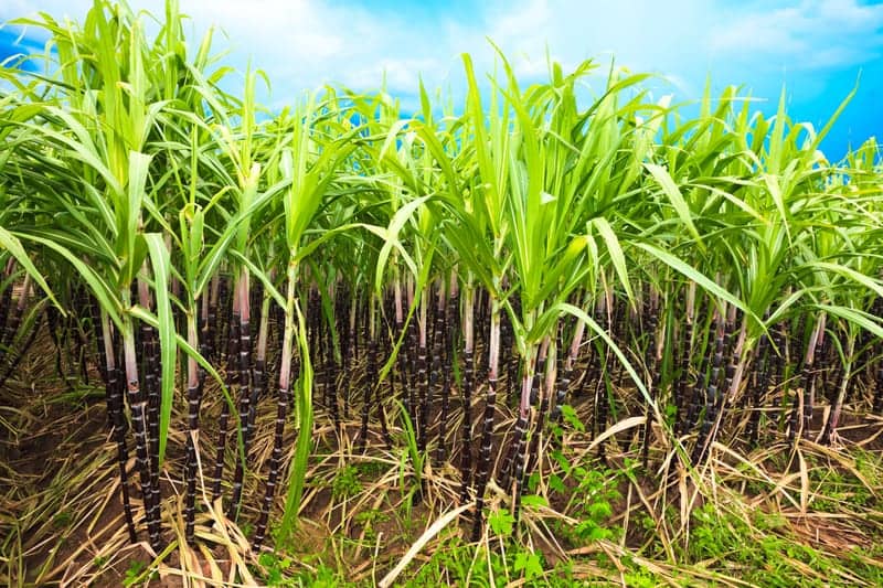 In Mice, Sugarcane Active Component Restores Stress-affected Sleep