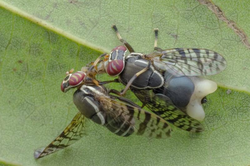 Sexually Aroused Male Flies Unable to Sleep, Providing Clues to Sleep Pressure Modulation