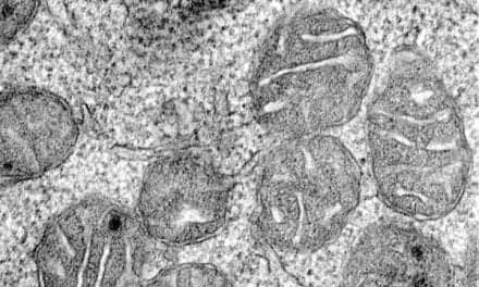 Anemia Discovery Offers New Targets to Treat Fatigue
