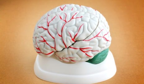 brainrestingstateconnectivity