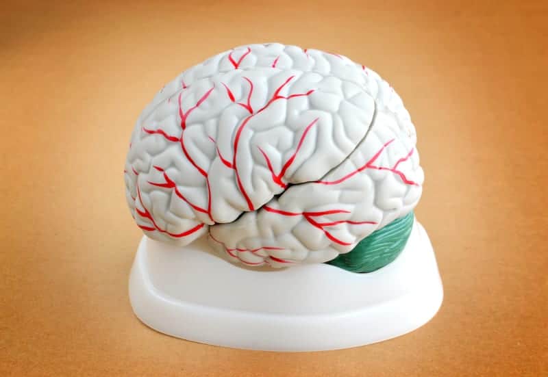 Researchers Use Optical Microscopy to Explain Resting-State Connectivity in Brain