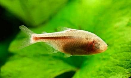 Mexican Cavefish Study Suggests Orexin Production May Explain Sleep Variation Between Species and Perhaps Even Individuals