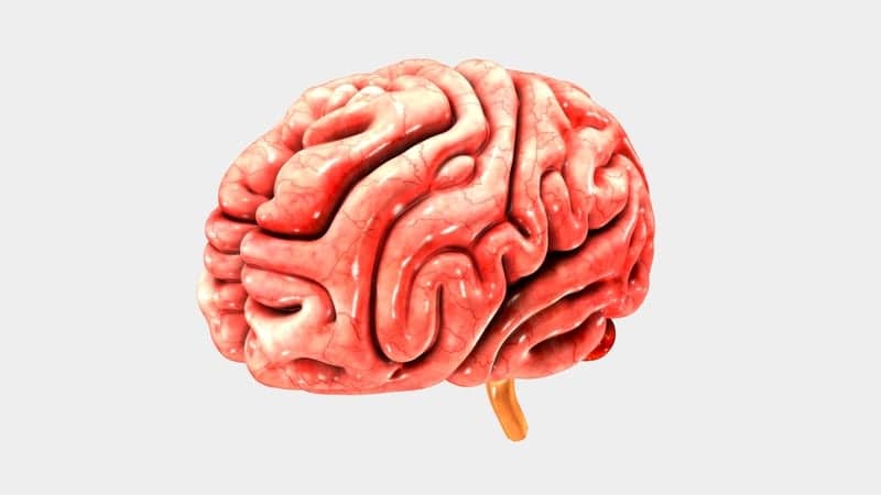 Sleep Apnea Study Finds Male, Female Differences in Cerebral Cortex Thickness