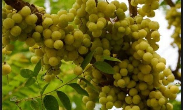 This one fruit herb gives you multiple health benefits in amazing ways