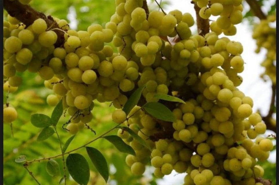 This one fruit herb gives you multiple health benefits in amazing ways