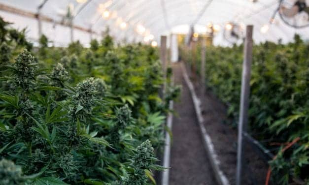 Canada Research Award Recipients to Learn More About Whether Cannabis Use Helps with Sleep Apnea, Weakens Immune Response, Alters Breathing Tests