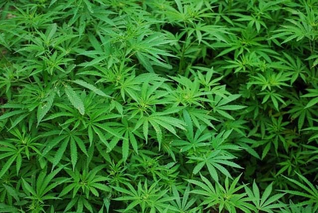 Can Cannabinoids Help Patients With Sleep Disorders?