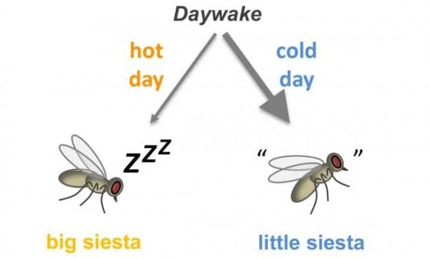 Gene Discovery Sheds Light on How Daytime Naps and Wakefulness Contribute to Survival