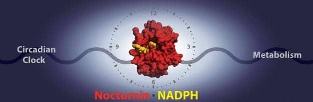 Enzyme Nocturnin Works Differently Than We Thought