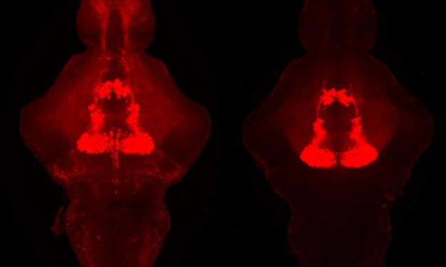Serotonin Necessary for Sleep in Zebrafish and Mouse Models