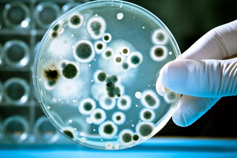 Human Developmental Clock Mimicked in a Dish