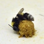 Bumble Bee Workers Sleep Less When Tending Pupae—But May Not Experience Consequences