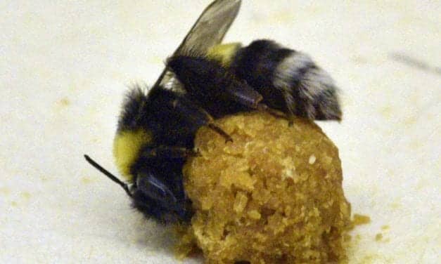 Bumble Bee Workers Sleep Less When Tending Pupae—But May Not Experience Consequences