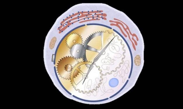 Targeting Clock Genes Could Help Counter Effect of Erratic Sleep Schedules on GI Problems