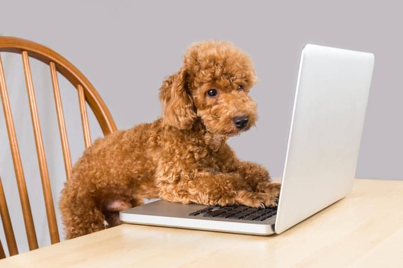 Developing Your Webside Manner [Editor’s Message]