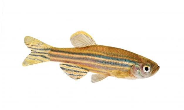 Zebrafish Study Sheds Light on How Sleep Is Regulated in the Brain