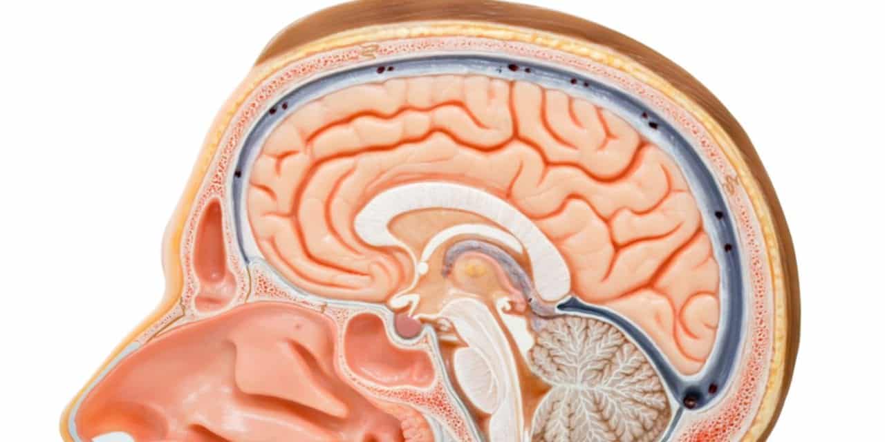 Scientists ID Circuit Responsible for Building Memories During Sleep