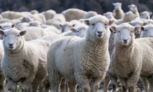 Sleeping Sheep May Offer Clues to Human Brain Disease