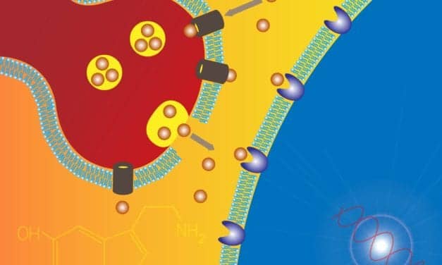 What Is Serotonin’s Role in Obstructive Sleep Apnea?