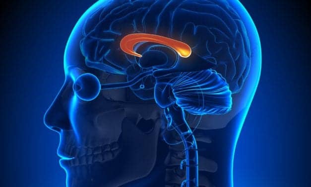 How Do Slow Waves Propagate Through the Brain? “Split Brain” Study Sheds Light on Importance of Cortical Anatomical Connections