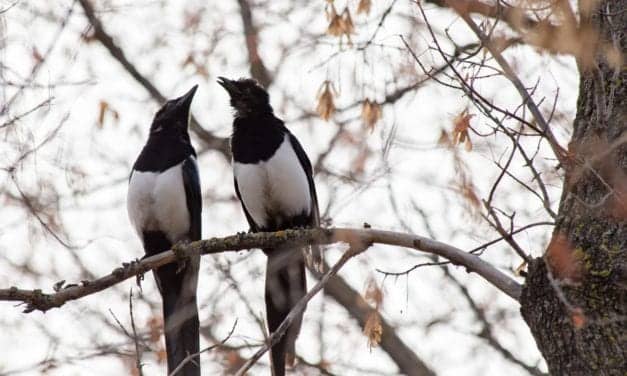 Light Pollution Keeps Magpies & Pigeons Awake at Night