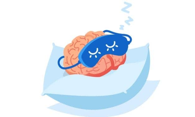 Which Sleep Stage Is Most Important for Learning?