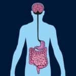 A Fecal Transplant Gave Healthy Mice Sleep Disturbances. Could Gut Microbiome Manipulation Treat Sleep Apnea?