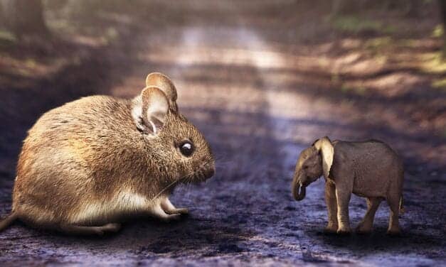 Why Little Mammals Sleep Longer