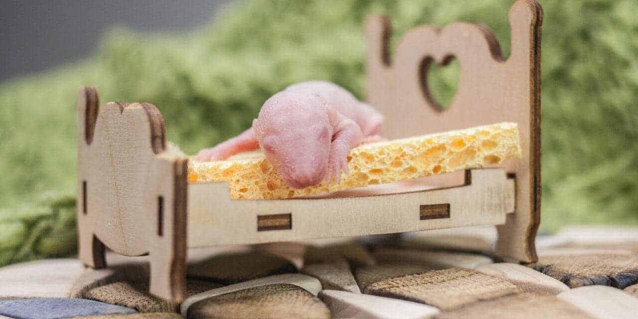 Cellular Energy Metabolite Decreases During Non-REM Sleep & Profoundly Decreases During REM, Finds Mouse Study