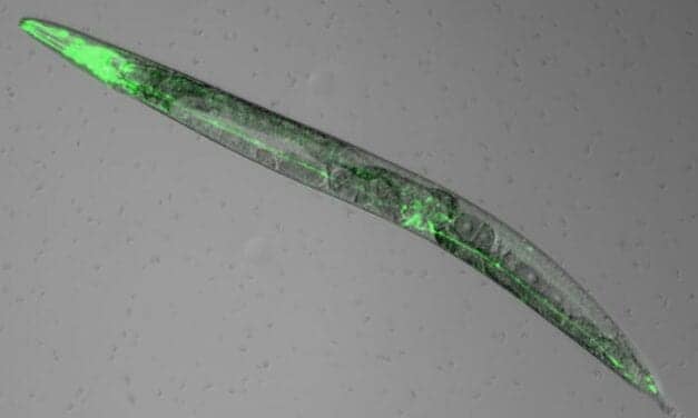 Worms Reveal Why Melatonin Promotes Sleep