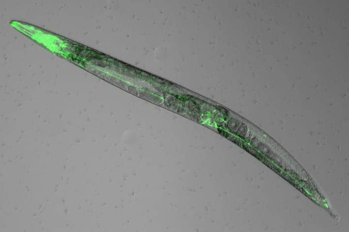 Worms Reveal Why Melatonin Promotes Sleep