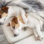 Smart Collar Adds Sleep Tracker for Dogs
