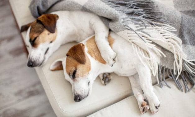 Smart Collar Adds Sleep Tracker for Dogs