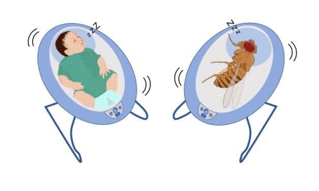 Why Vibrations Lead to Sleepiness