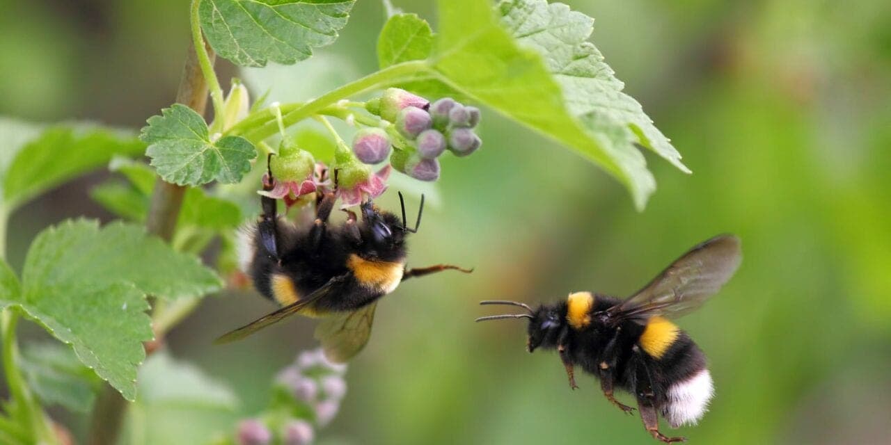 Common Pesticides Reduce Sleep Quantity in Insects